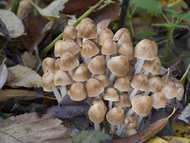 Psathyrella multipedata